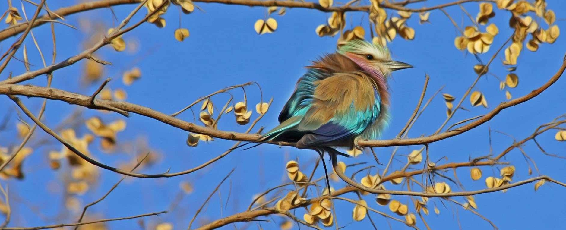 blue and brown bird on brown tree branch under blue sky