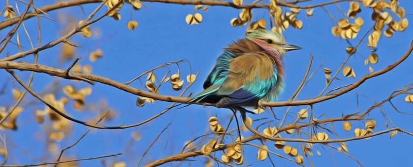 blue and brown bird on brown tree branch under blue sky
