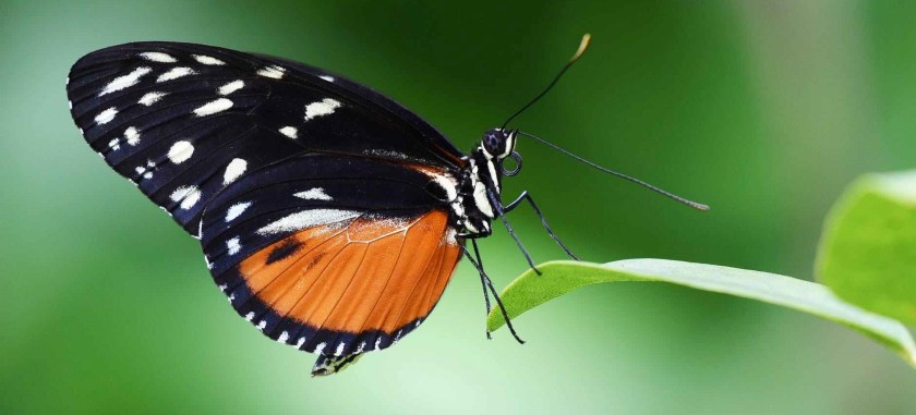 close up of butterfly on plant