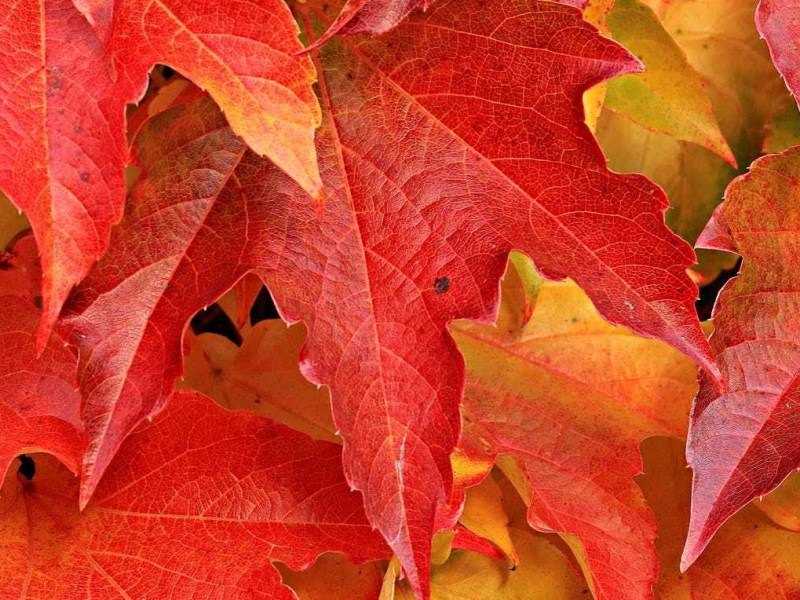 Fall is coming&nbsp;!