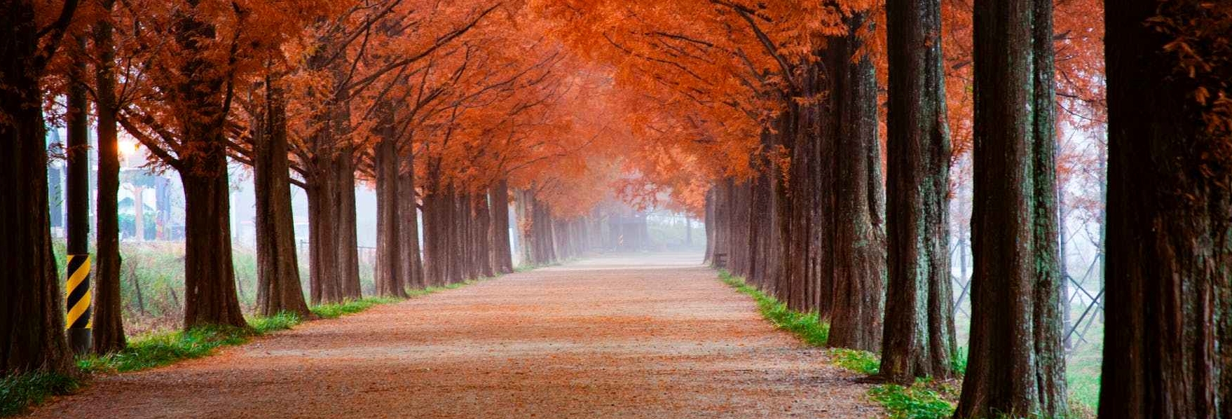 photo of roadway surrounded by trees