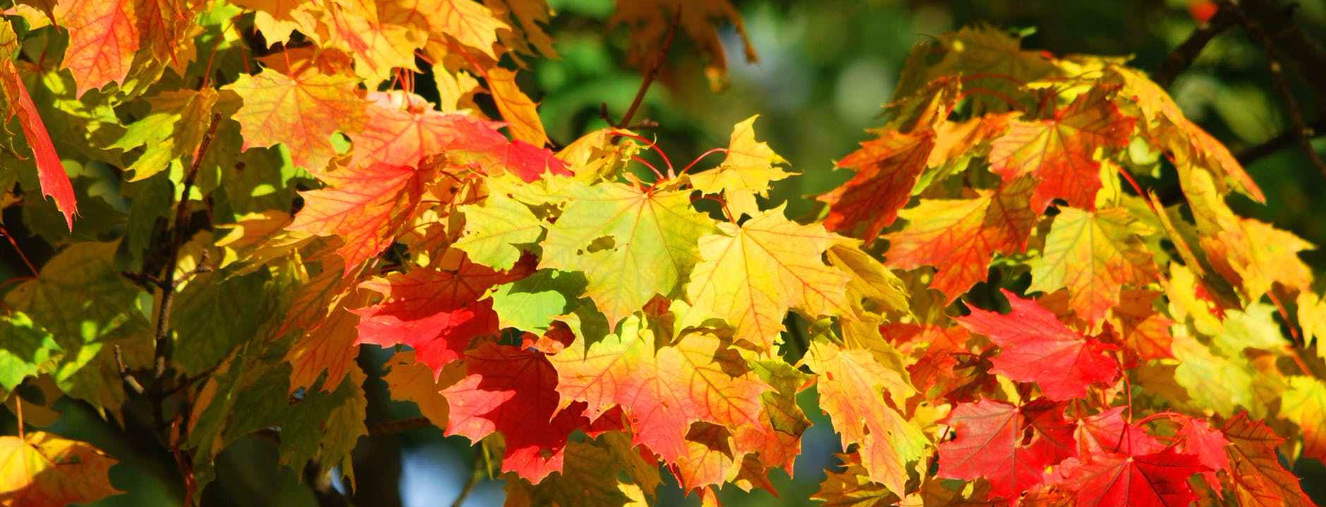 yellow and red leaf trees