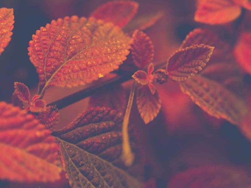 Les feuilles qui&nbsp;tombent…