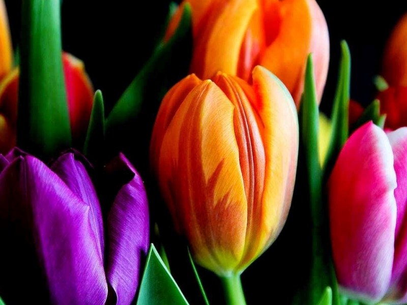 Fête des Mères / Mother&rsquo;s&nbsp;Day