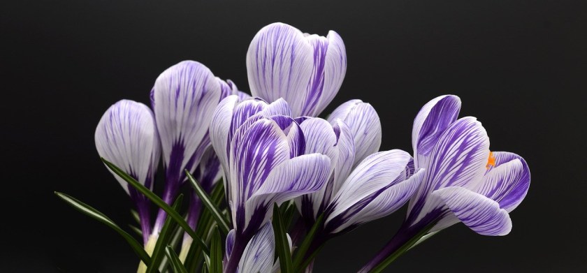 Spring 2021 / Printemps&nbsp;2021